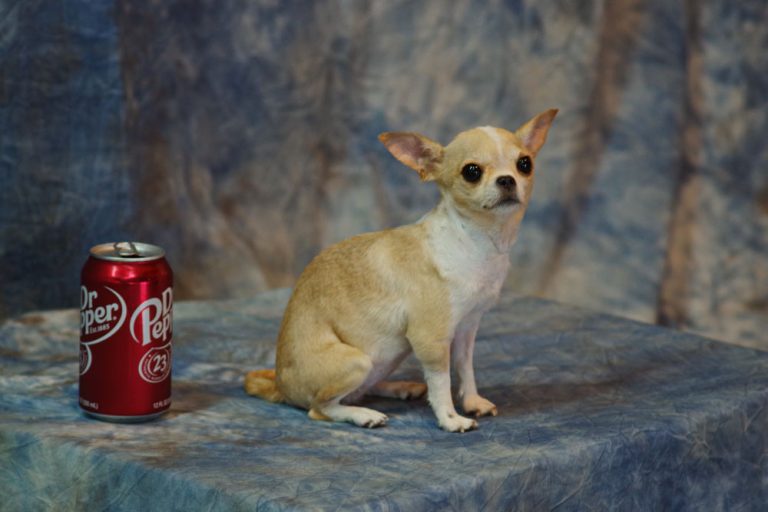What Do Pet Taxidermy Services Include for Pet Owners?