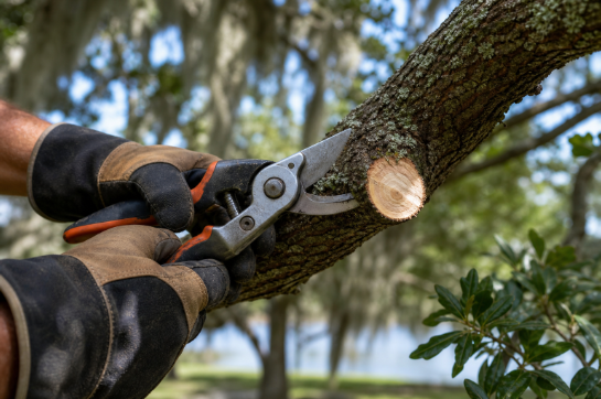 Best Tree Trimming Companies In Vero Beach, Florida